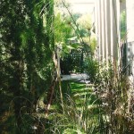 Side yard and greenery